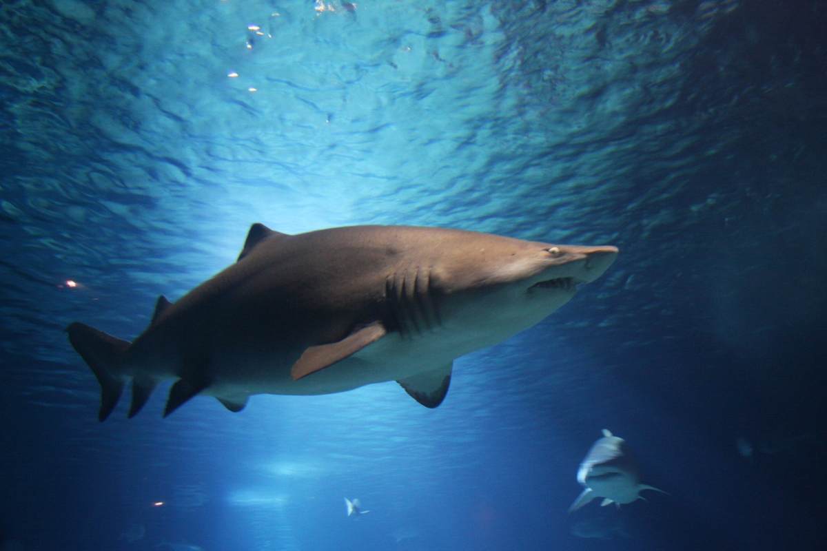 Cade in acqua e viene attaccato dagli squali: “Sono fortunato a essere ancora vivo”