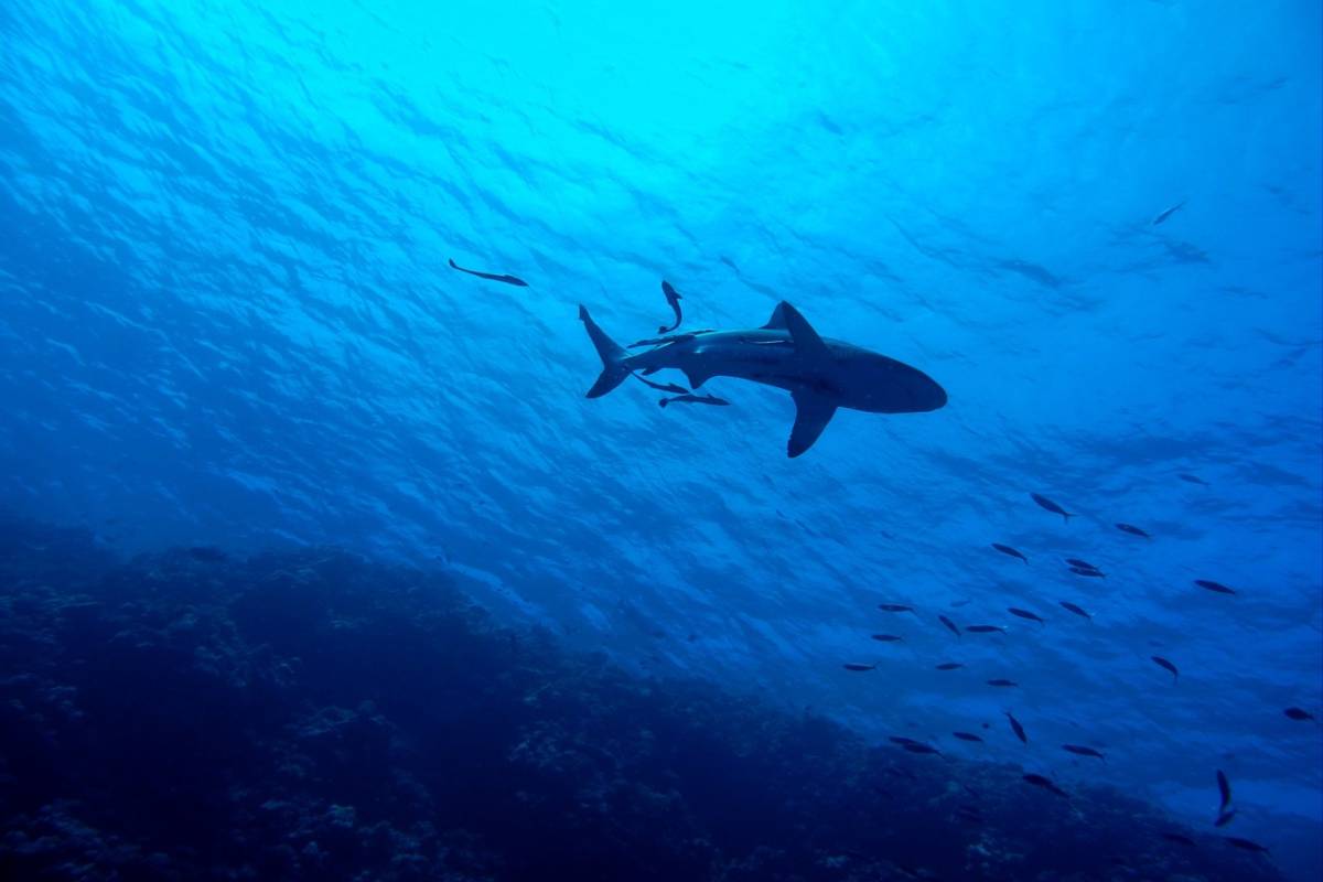 L'attacco degli squali e il racconto di Marlin