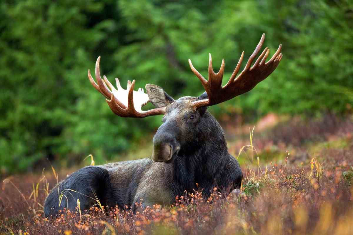 La Danimarca dà il via libera alle alci: “Ok, può aiutare la natura…”