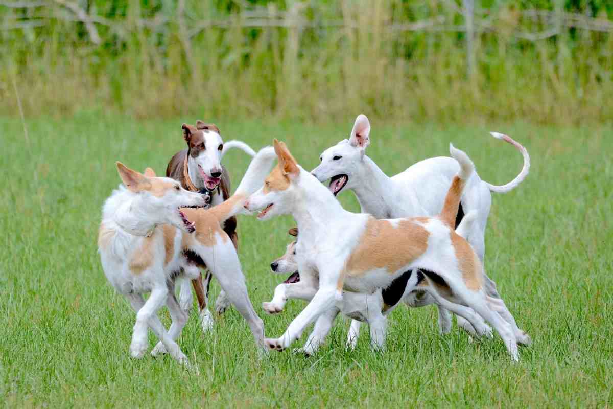 I cani 'parlano' lingue diverse