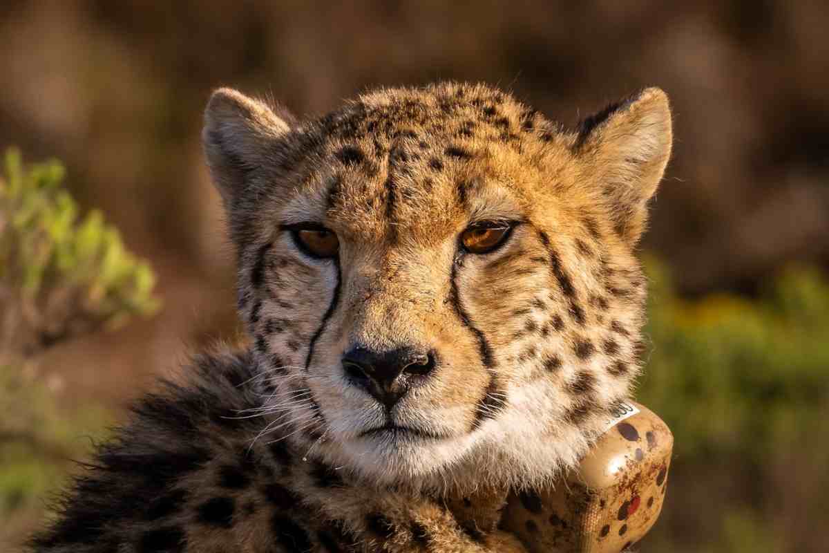 Cucciolo di ghepardo trasferito a un’altra “famiglia affidataria”