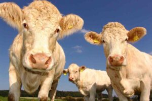 Tasse su rutti e flatulenze del bestiame: la curiosa decisione del governo neozelandese
