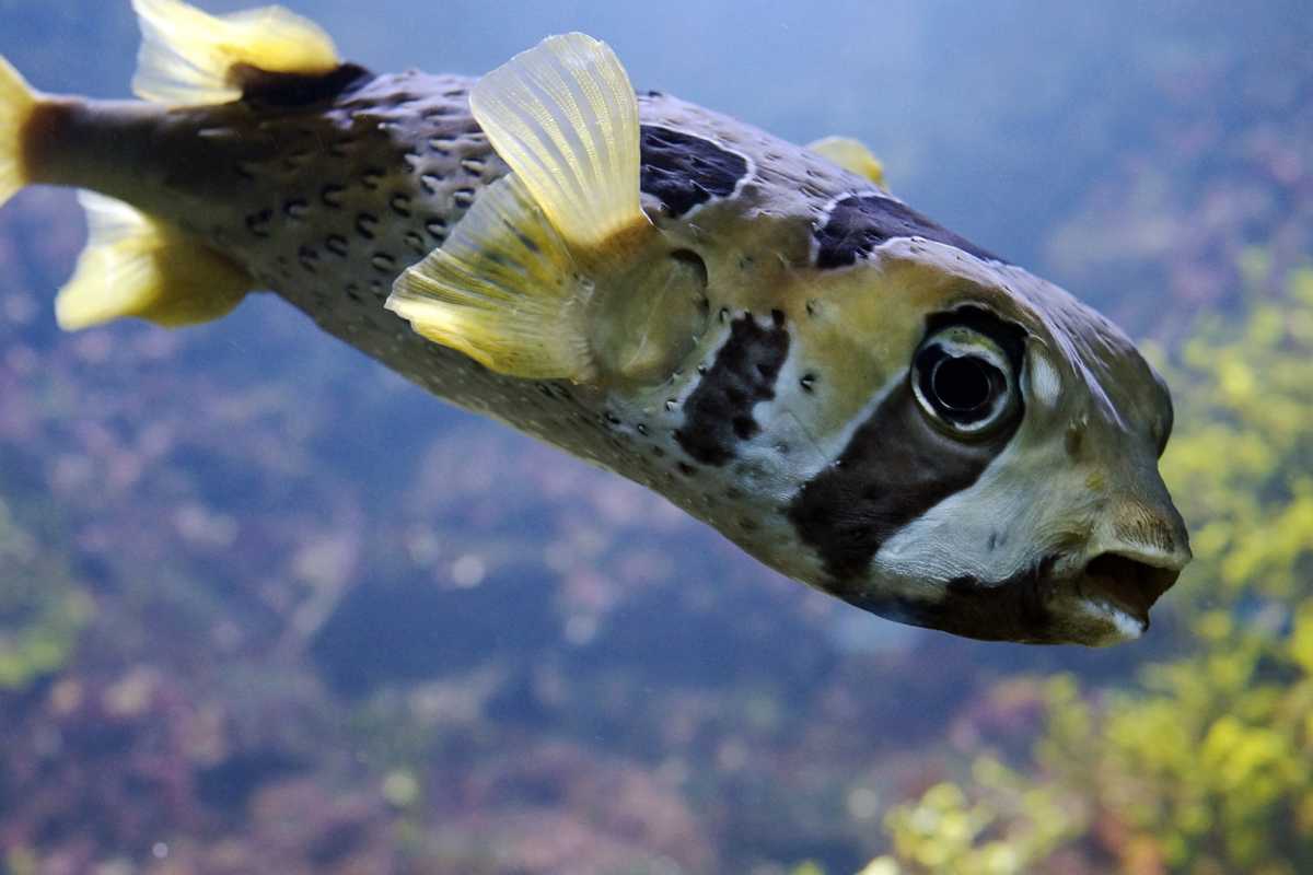 Ramen di pesce velenoso in vendita: “Se preparato male può uccidere”