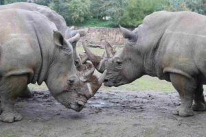 Materiale radioattivo nei rinoceronti per scoraggiare il bracconaggio