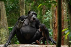 Gli scimpanzé sanno curarsi da soli