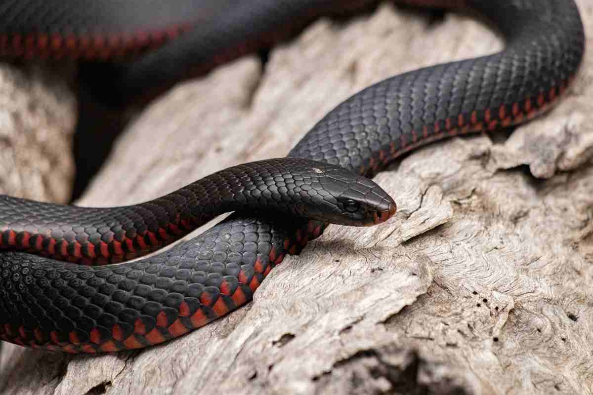 Turista morso da un serpente, vivo per miracolo grazie all’antidoto