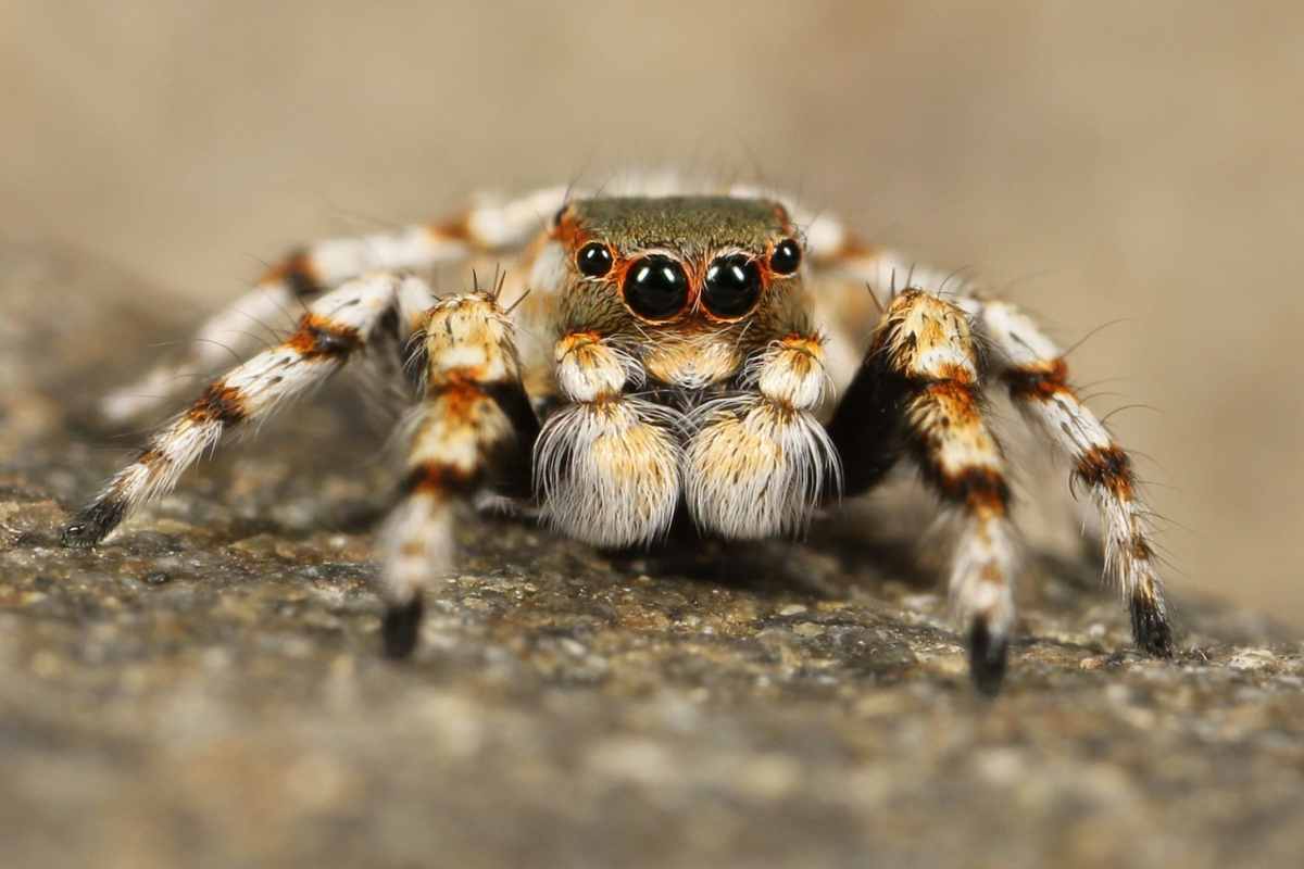 Tarantola scappa dal terrario, panico in città: poi l’annuncio della padrona