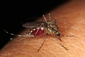 Olimpiadi ed Europei, è allarme Dengue: zanzara tigre avvistata ovunque