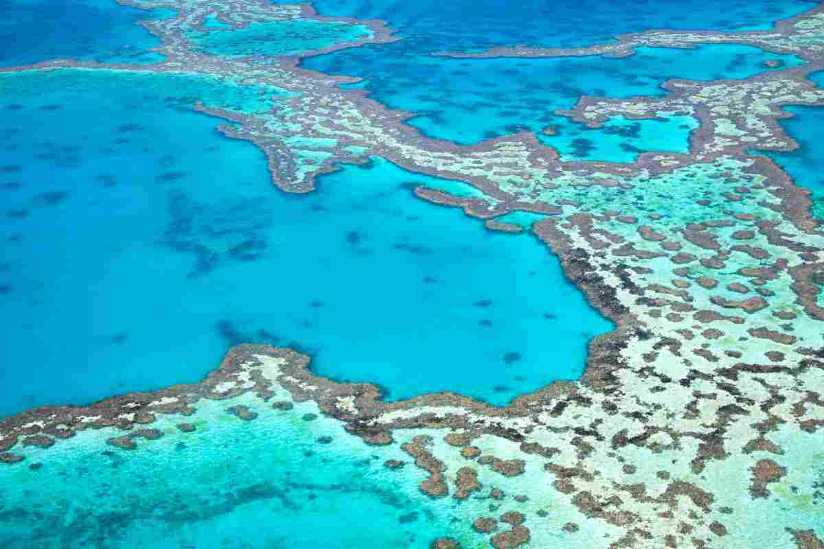 barriera corallina australiana rischio 