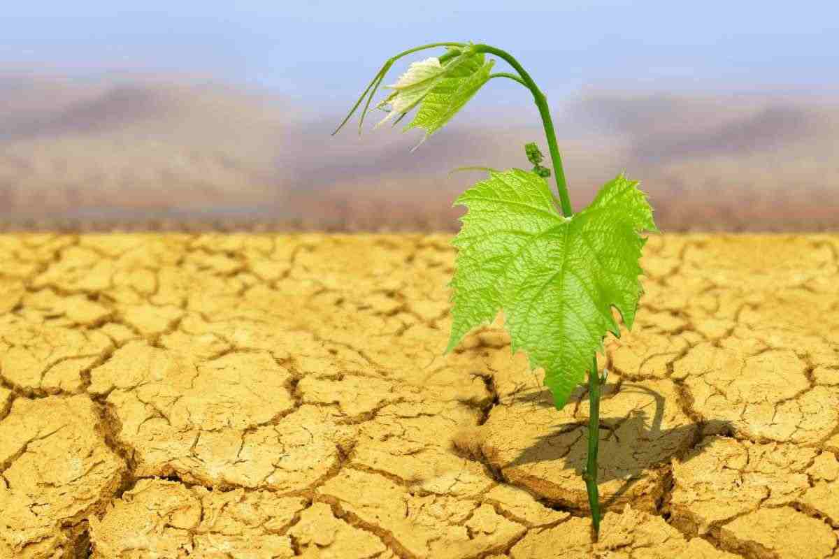 siccità crisi agricola 