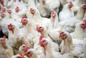 influena aviaria medicine antinfluenzali scienziato su X