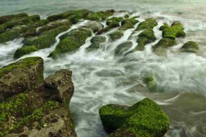 Trovate alghe azzurre sulla spiaggia: “Balneazione vietata, è pericoloso”