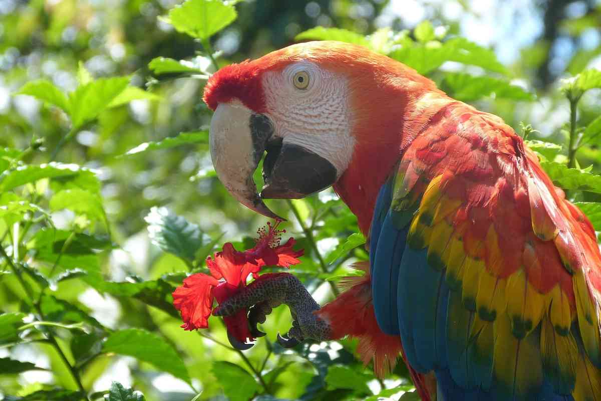 Amazzonia stabiliti 