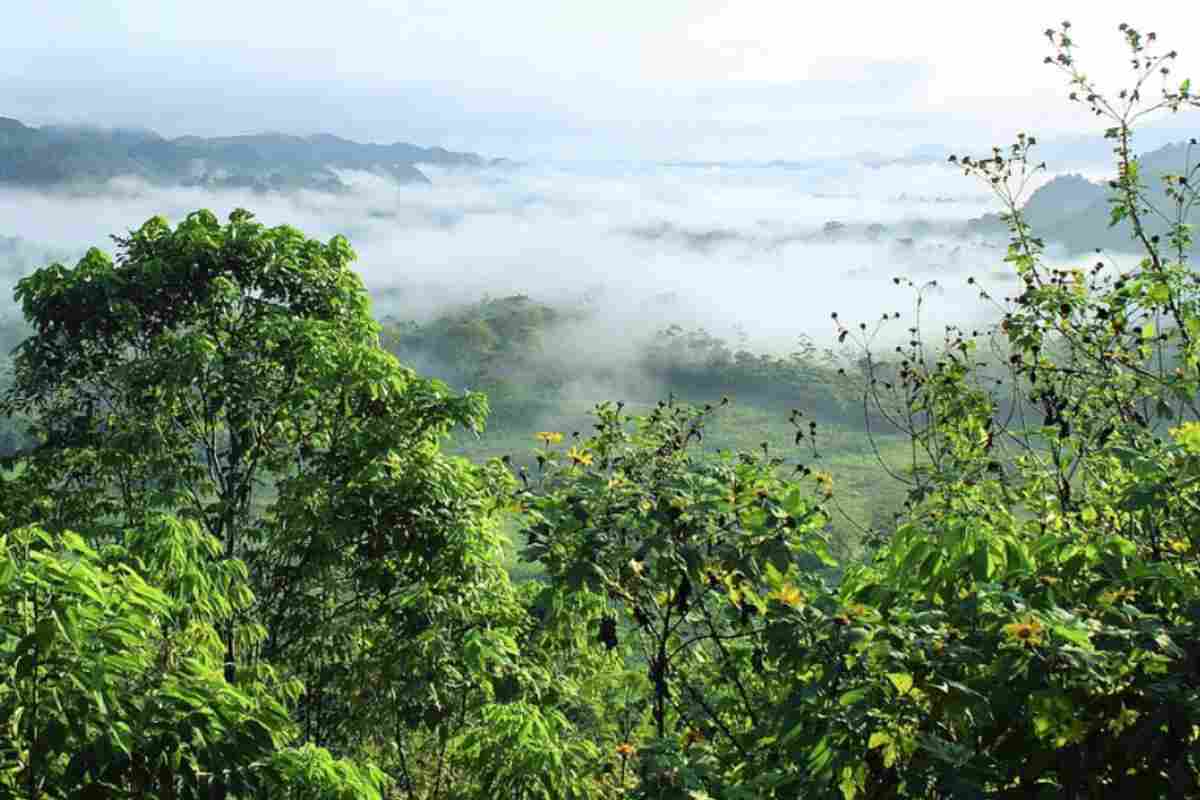 Tante le specie a rischio estinzione in Amazzonia