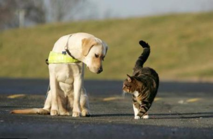 Cani e gatti precauzioni in estate