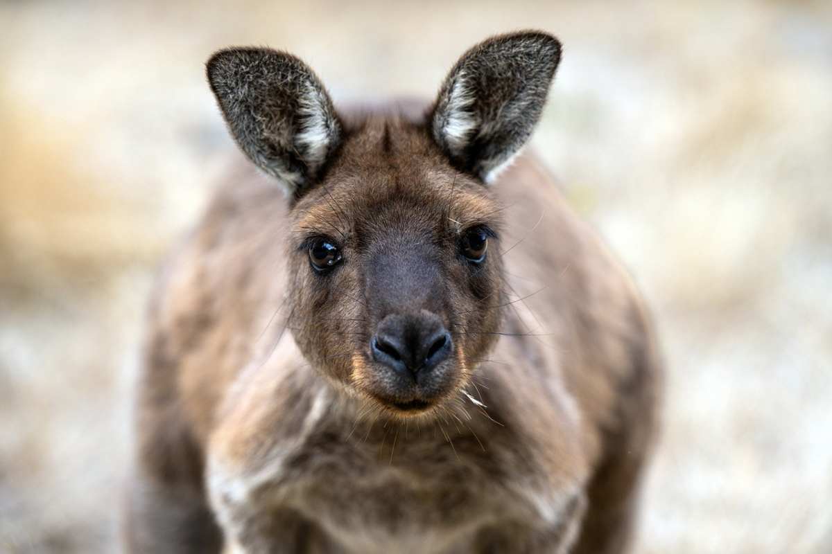 Strage di canguri in Australia: è caccia al sadico che li ha sterminati