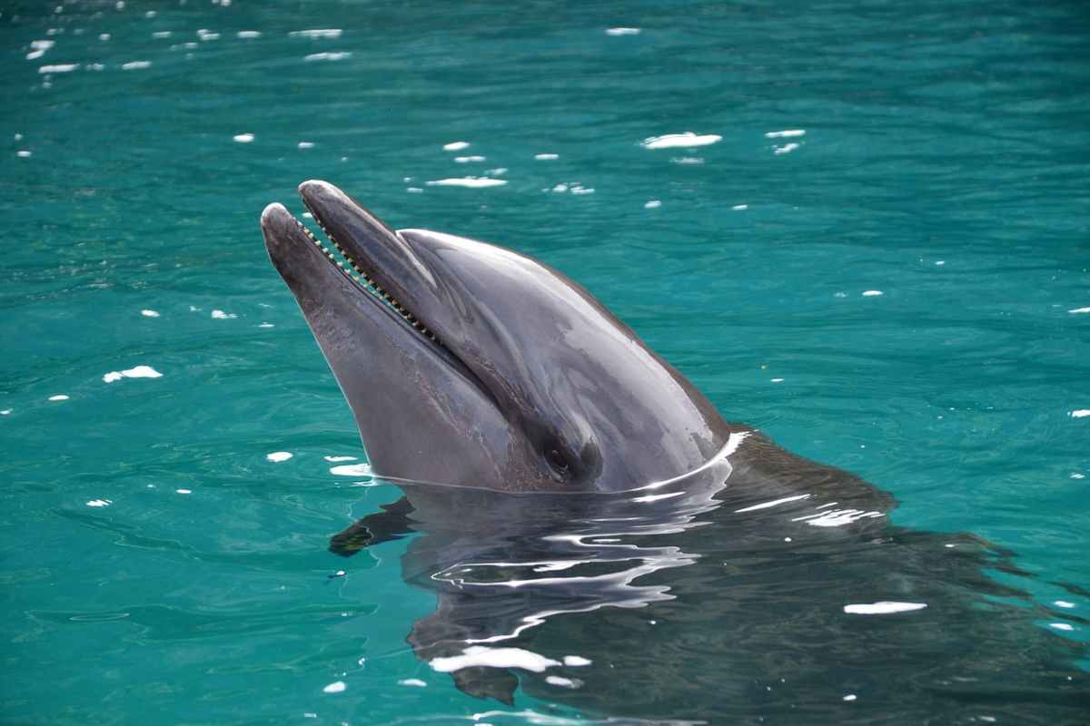 Un delfino attacca un uomo in mare