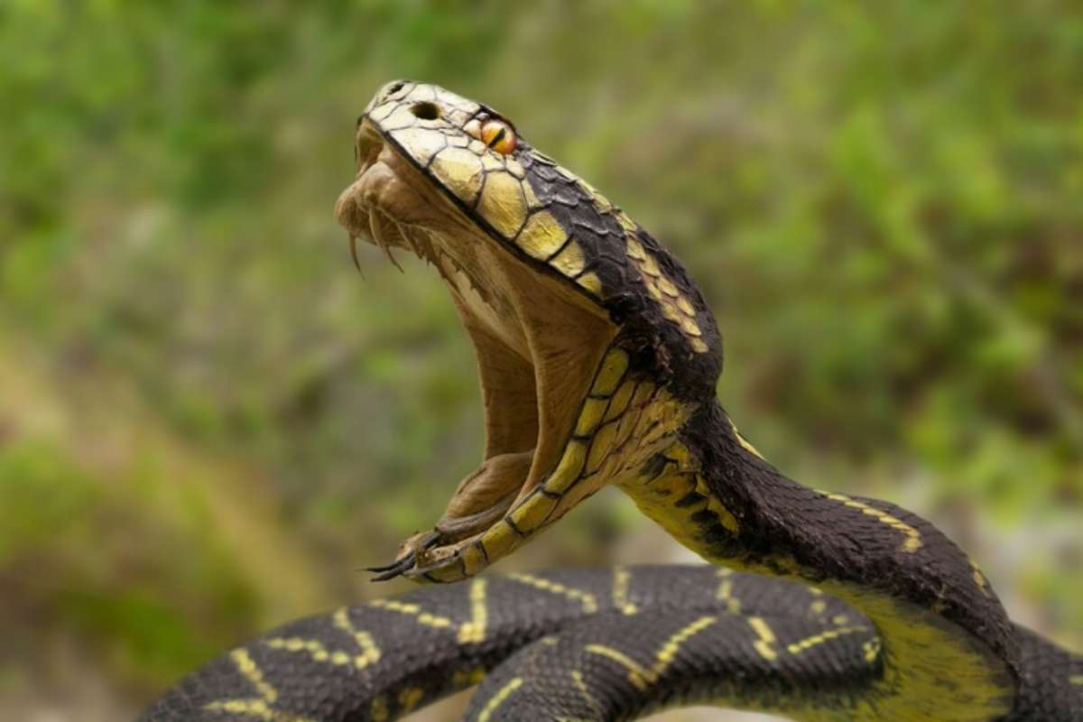 Scienza: scoperto un nuovo antidoto al morso del cobra