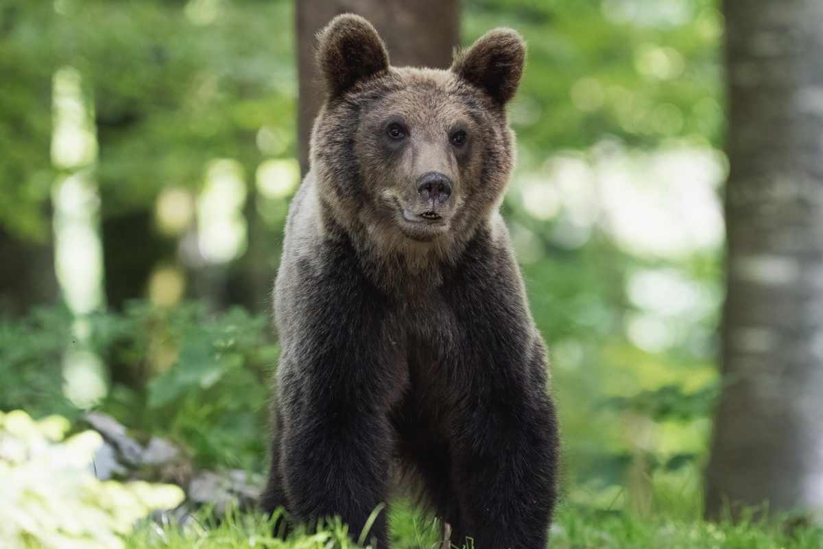 Un orso e il suo cucciolo restano intrappolati in auto: la reazione è furiosa