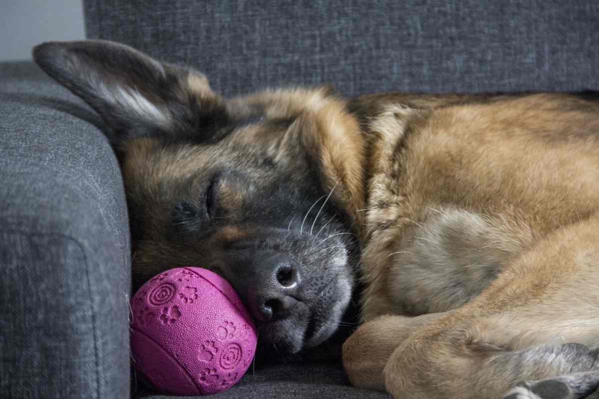 Il cane cambia padrone