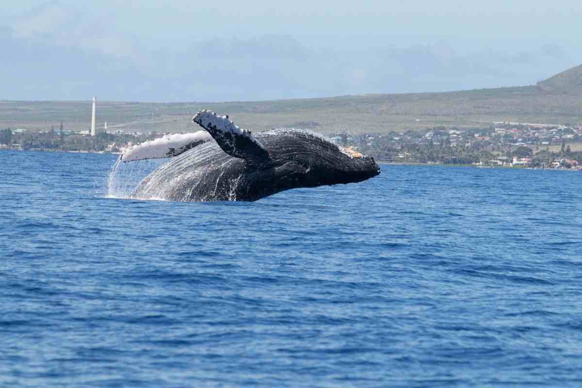 Protestava contro la caccia alle balene: ambientalista attivista arrestato