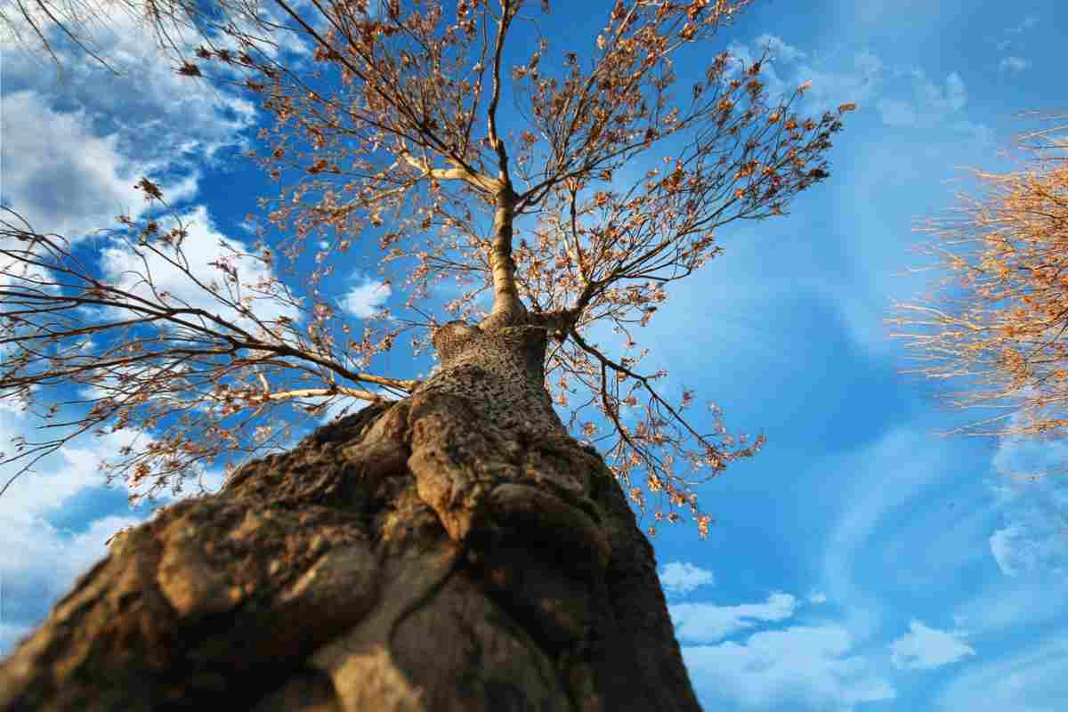 Scoperto un nuovo tipo di legno: “Può cambiare il futuro”