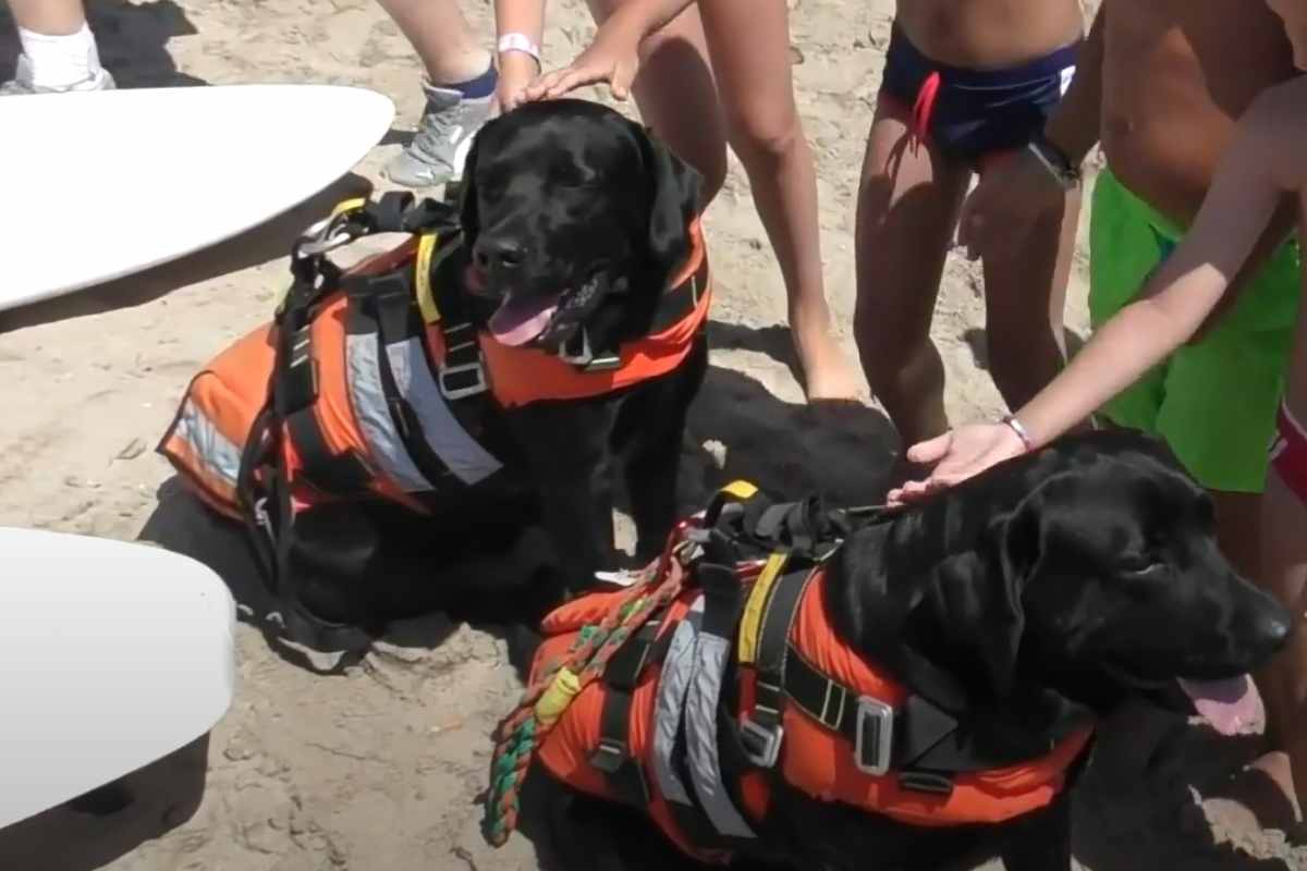 - Quando il cane salva la vita: i “bagnini” speciali sulla spiaggia