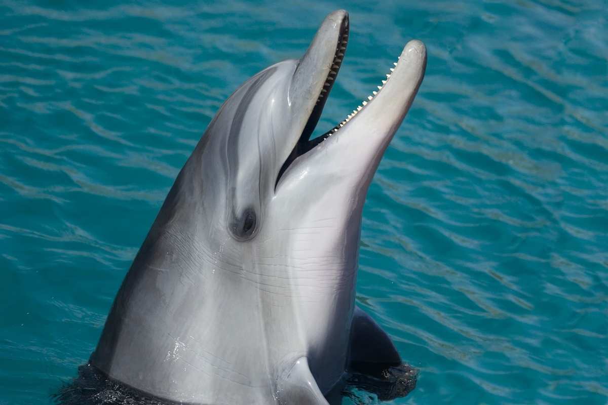 Delfino “solitario ed eccitato” semina il panico tra i turisti