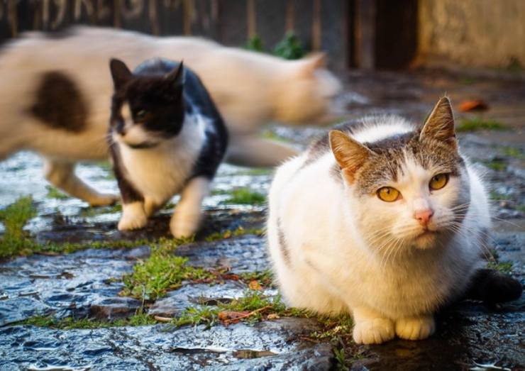 Proprietaria di gatti pazza