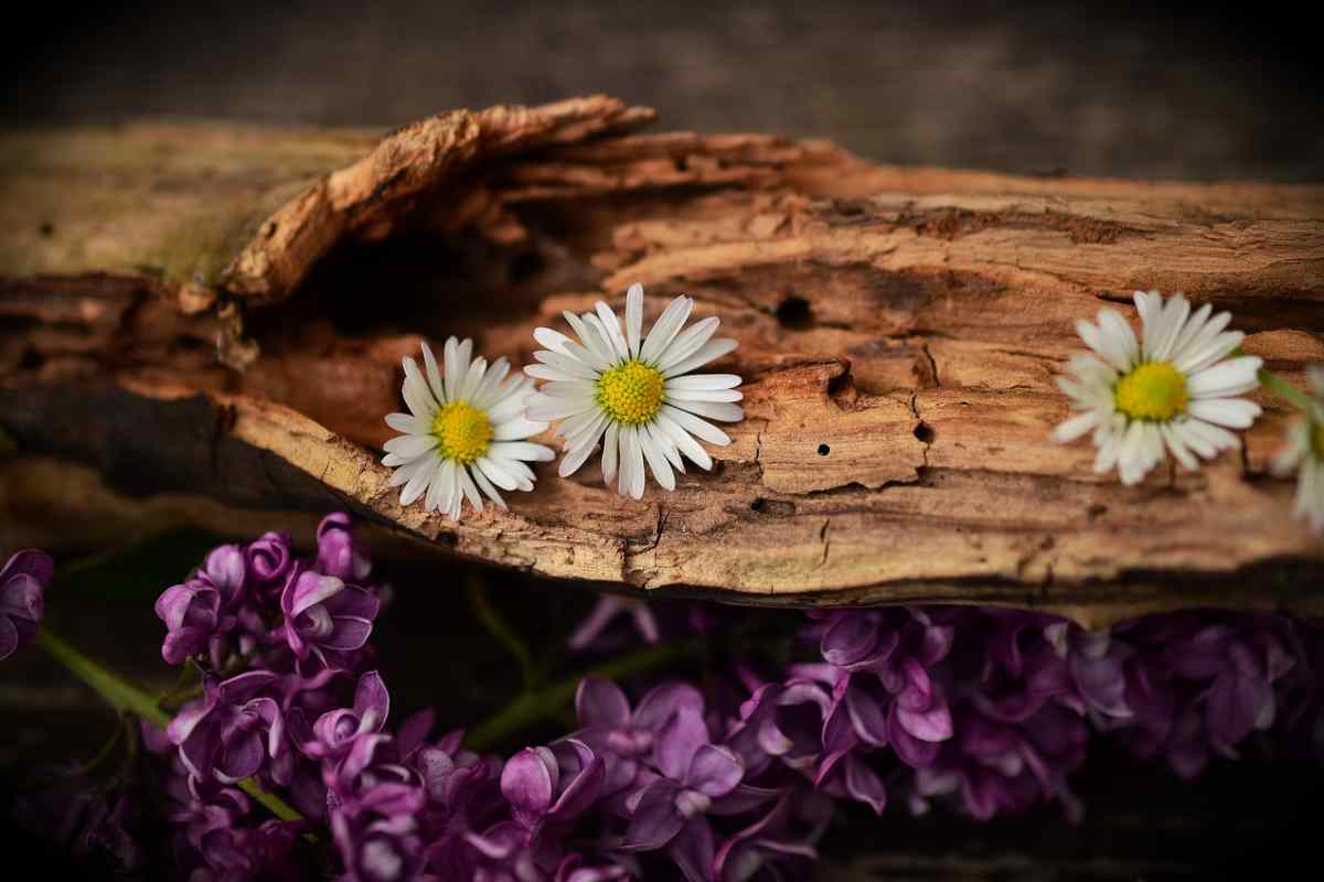 La scoperta sugli alberi di tulipano