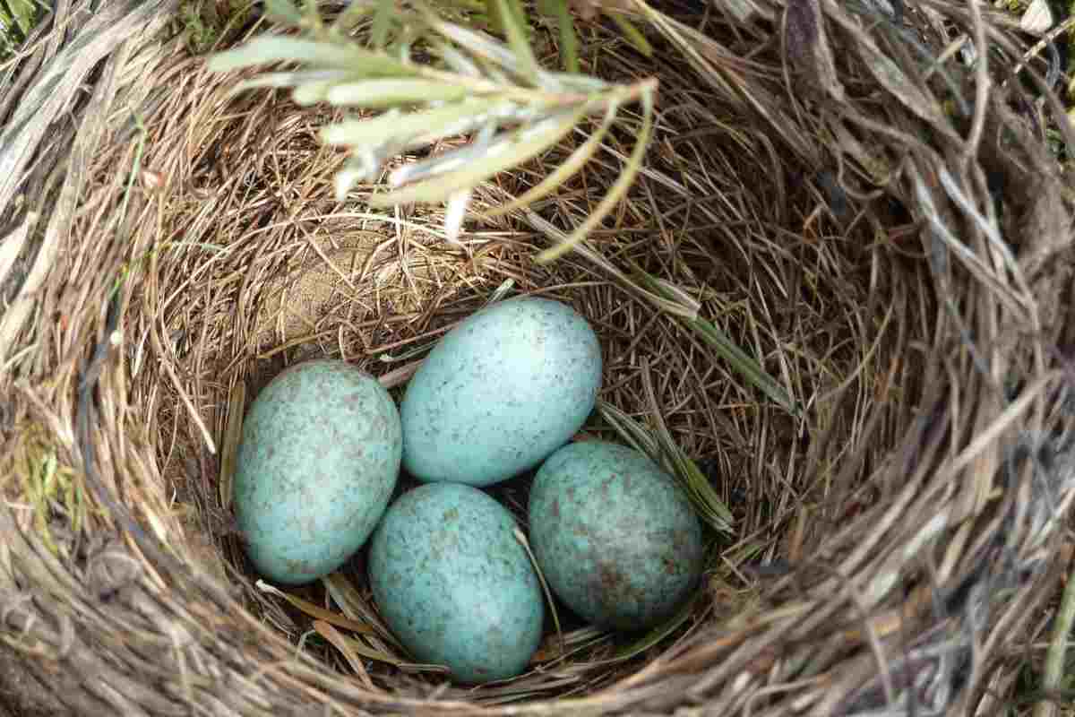 Muore in vacanza dentro la villa: colpa di un nido di uccello