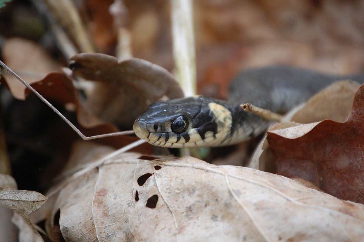 Rischia di morire per un morso di una vipera: 11enne salvato in extremis