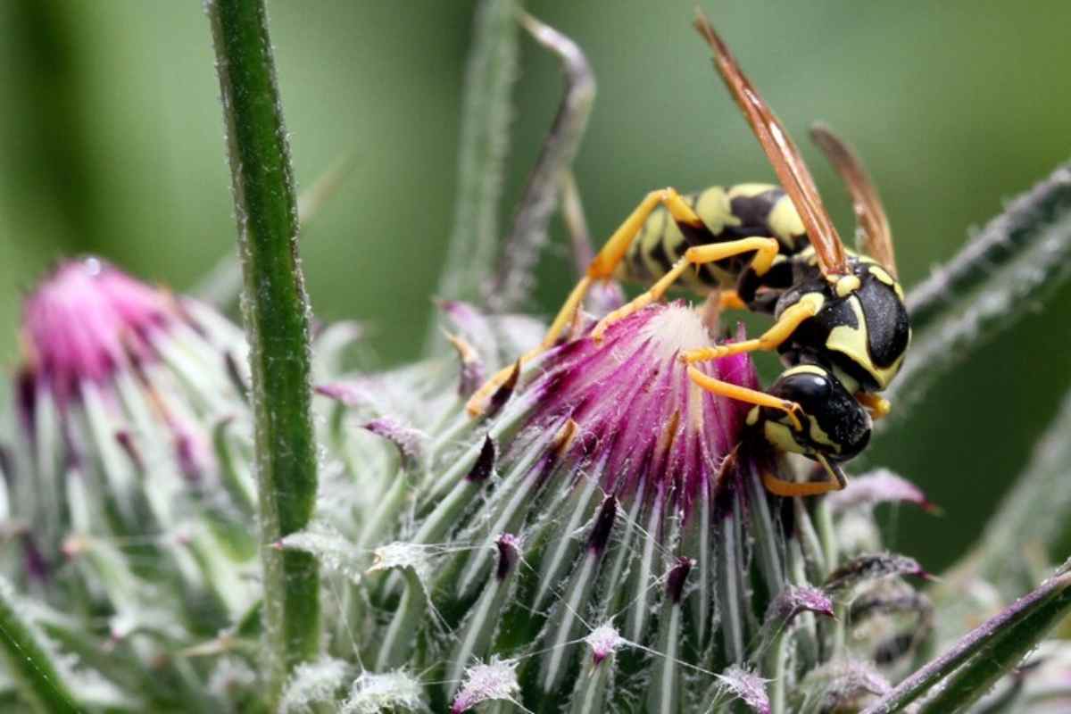 Ragno violino, vespe e calabroni: dove si nascondono in casa