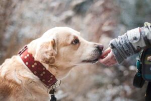 Va in vacanza e lascia il cane legato alla recinzione: interviene il rifugio per animali