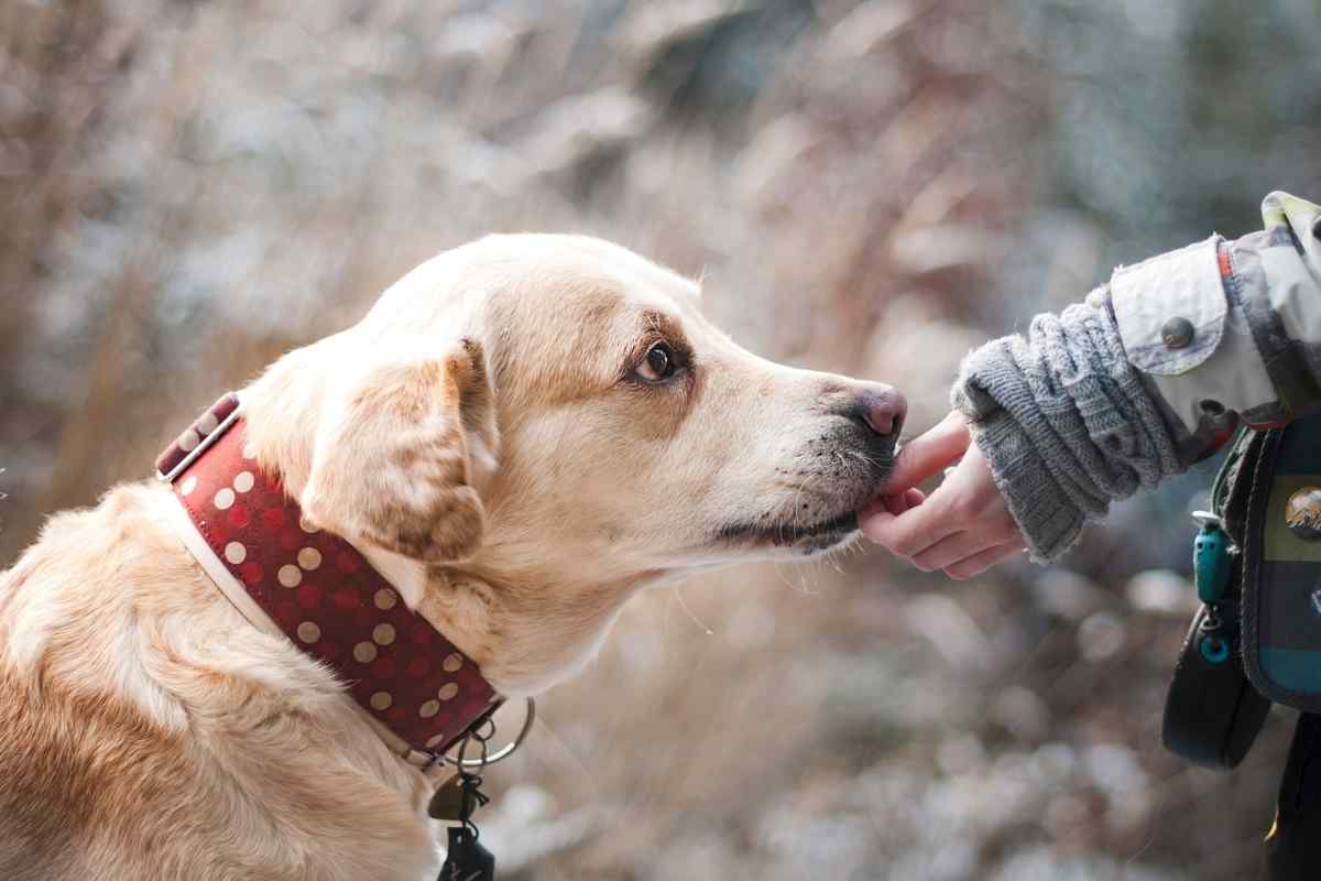 Va in vacanza e lascia il cane legato alla recinzione: interviene il rifugio per animali 