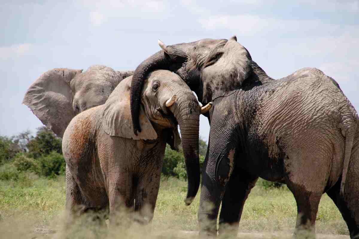 Non c’è cibo nel Paese: uccisi 200 elefanti per procurarsi da mangiare