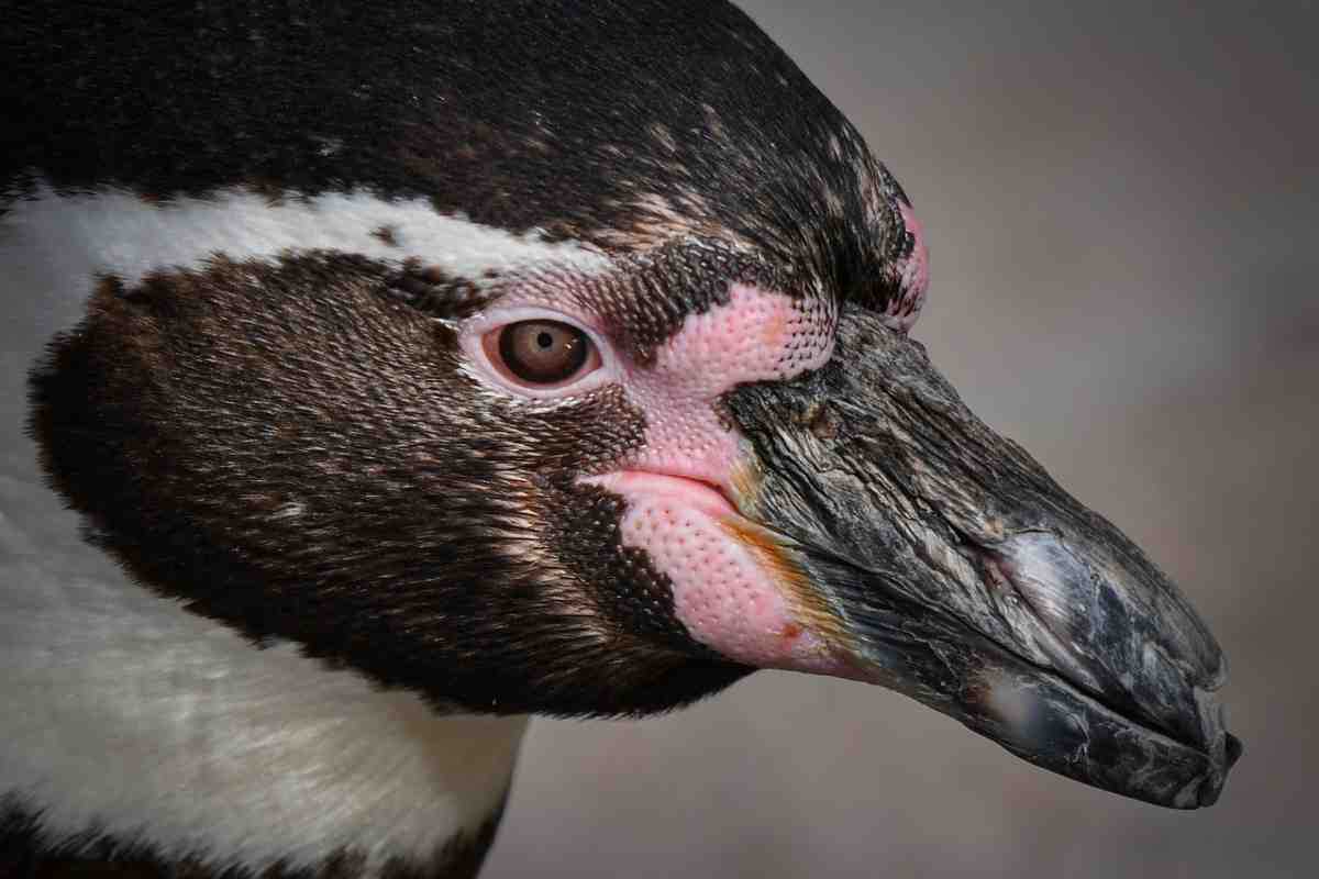 Morto Mr Greedy, il pinguino africano che ha preservato la sua specie