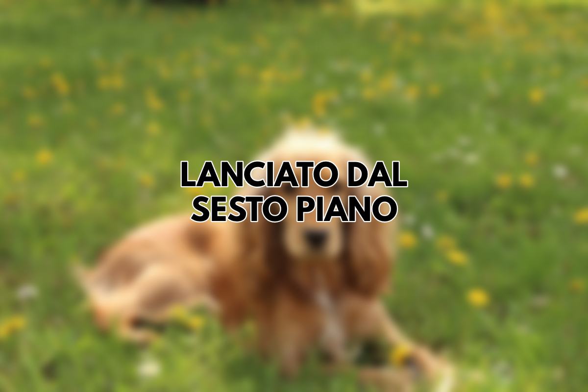 Cocker lanciato dal sesto piano - una violenza inaudita