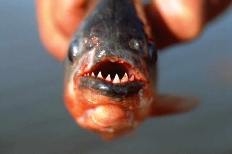 Una donna "piranha" in Portoghese significa poco di buono