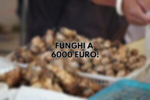 Funghi a 6000 euro: ecco perché