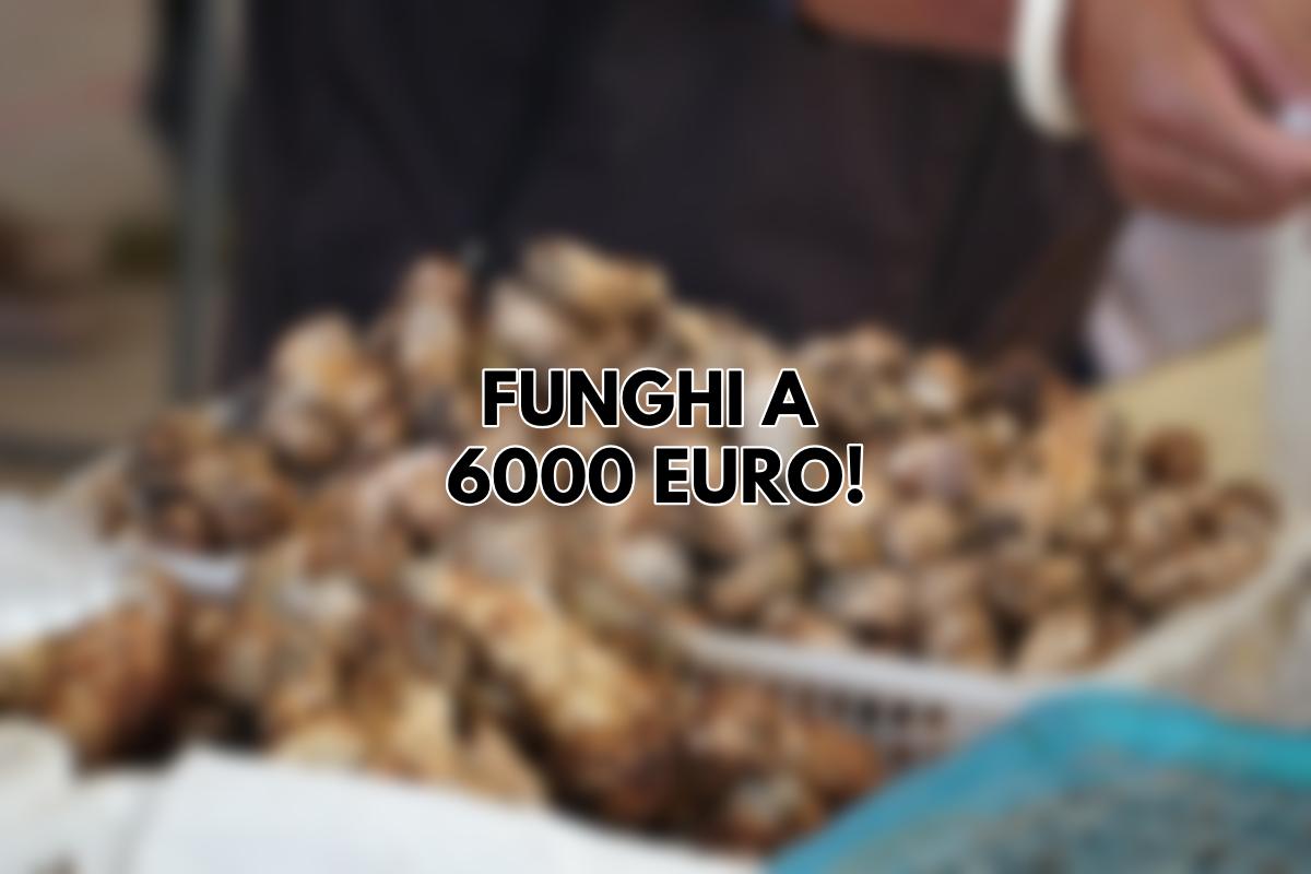 Sei funghi a 6000 euro: no, non è un’allucinazione (e non sono allucinogeni)