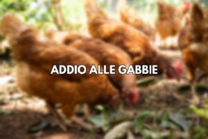 Galline ovaiole, addio alle gabbie