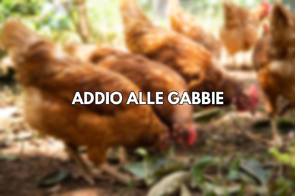 Galline gabbia