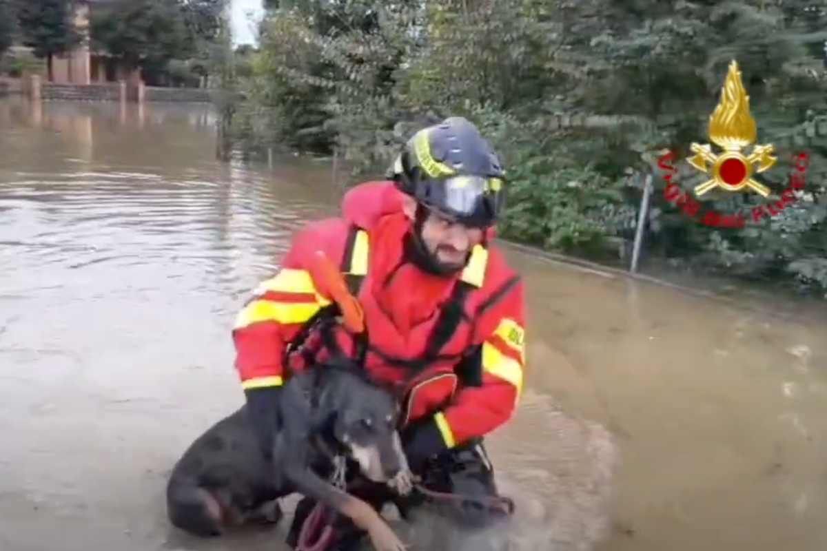 Maltempo, il video intenerisce i social: i vigili de fuoco salvano due cagnolini bloccati in un rifugio