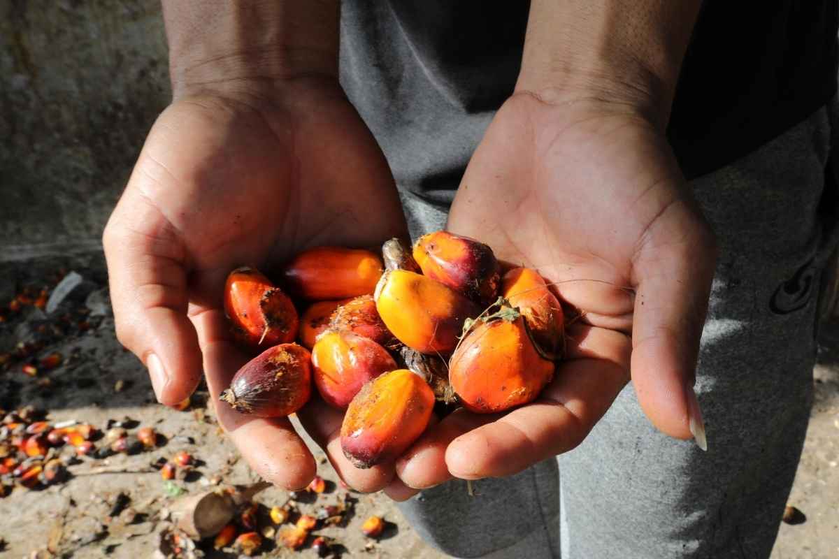 Olio di palma e soia, l’Europa si arrende: la deforestazione che devasta il pianeta continuerà per un altro anno