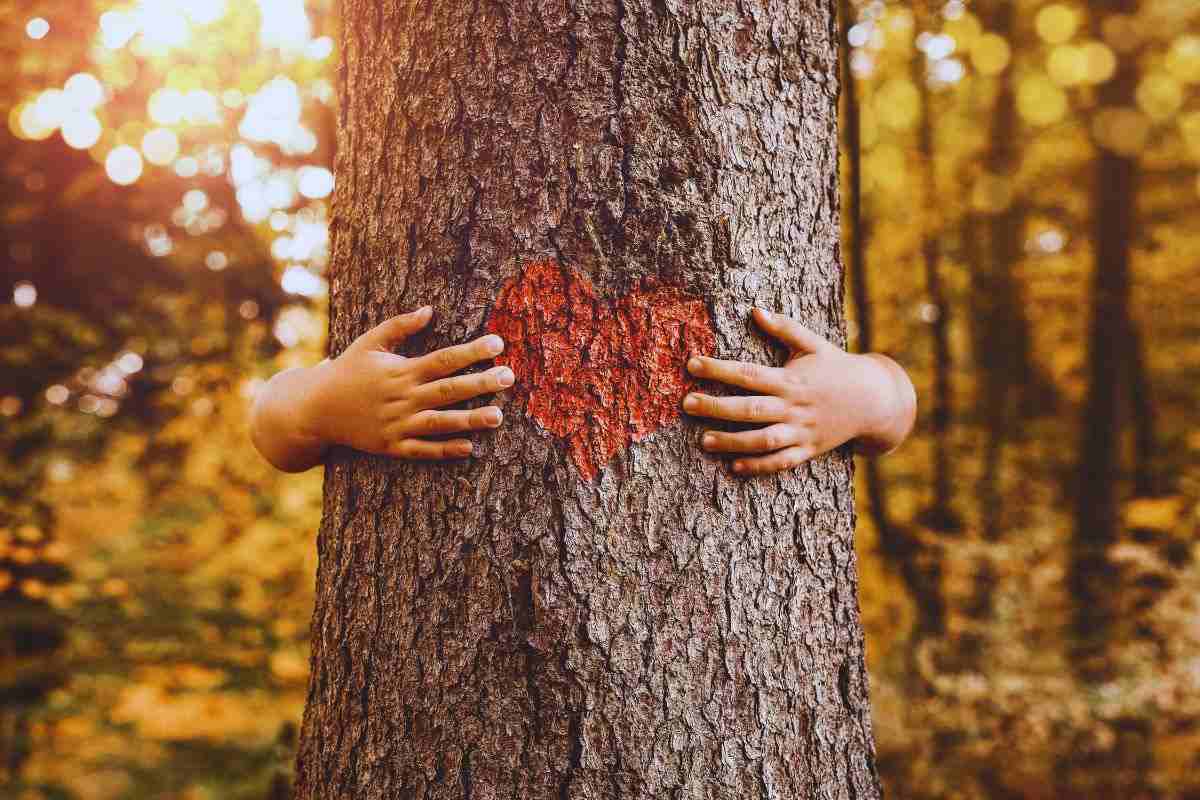 Crisi climatica, l’importanza degli alberi che “sequestrano” il carbonio. L’esperto di Ispra: “La situazione in Italia”