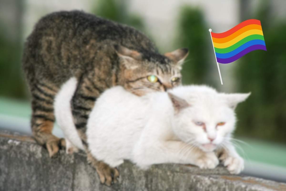 In natura esistono gatti gay?