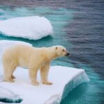 orso polare sul ghiacciaio sciolto