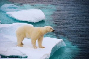 orso polare sul ghiacciaio sciolto