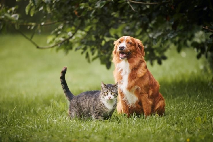 Un cane e un gatto giocano insieme in giardino